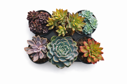 Succulent 4" Assorted Multi Pack (2, 4 & 6 Pack Options)