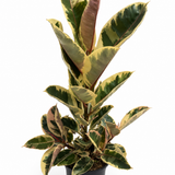 Tineke Rubber Plant