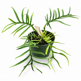 Philodendron Tortum