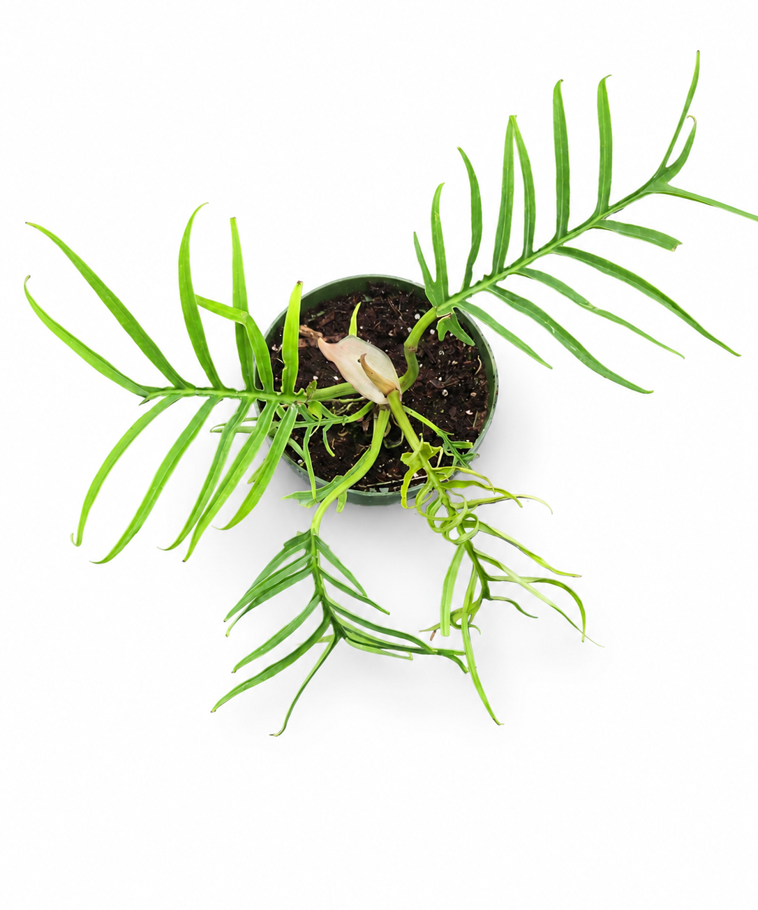 Philodendron Tortum