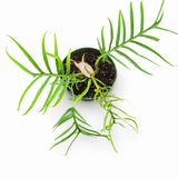 Philodendron Tortum