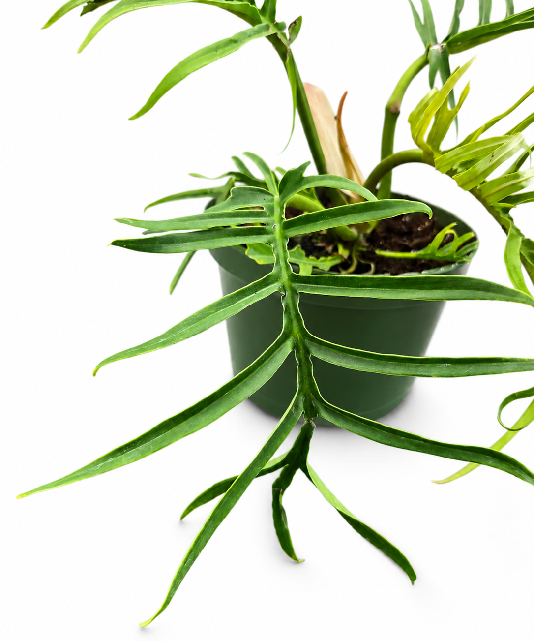 Philodendron Tortum