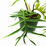 Philodendron Tortum