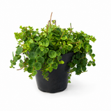 String of Turtles | Peperomia Prostrata