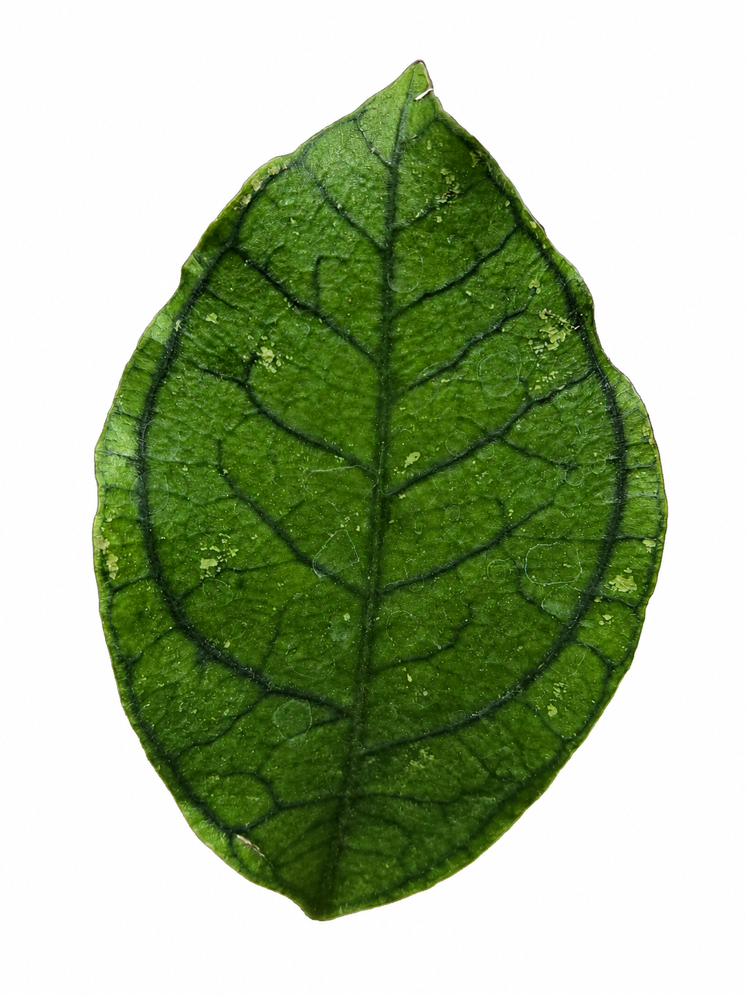 Slide image