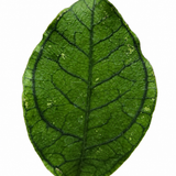 Hoya Callistophylla 'Vena'