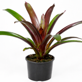 Vriesea Sanguinolenta