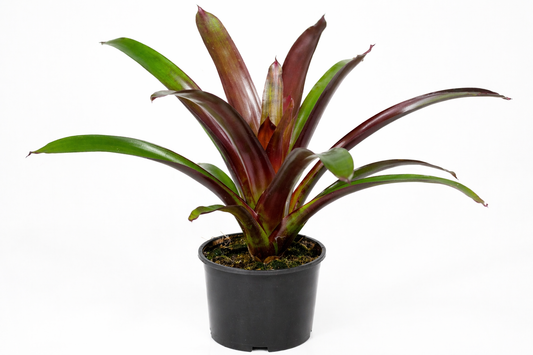 Vriesea Sanguinolenta