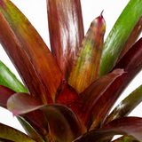 Vriesea Sanguinolenta