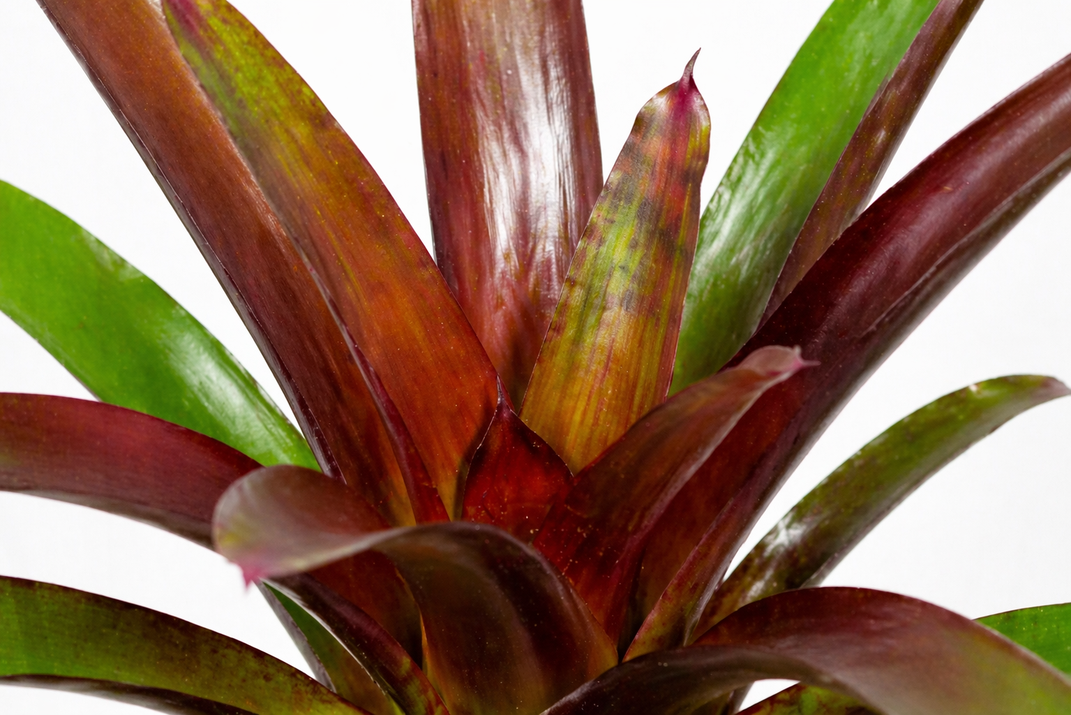 Vriesea Sanguinolenta
