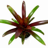 Vriesea Sanguinolenta