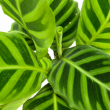 Calathea Zebrina