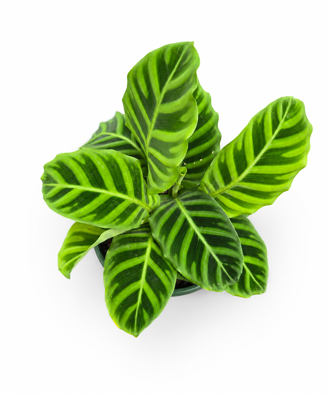 Calathea Zebrina