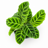 Calathea Zebrina