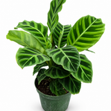 Calathea Zebrina