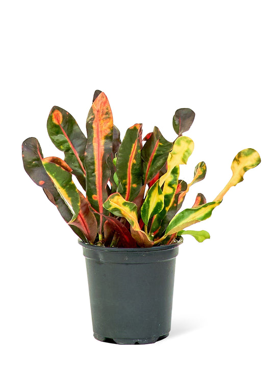 Variegated Croton live houseplant – vibrant green, red, and yellow variegated leaves, 4" pot, shipped from Florida