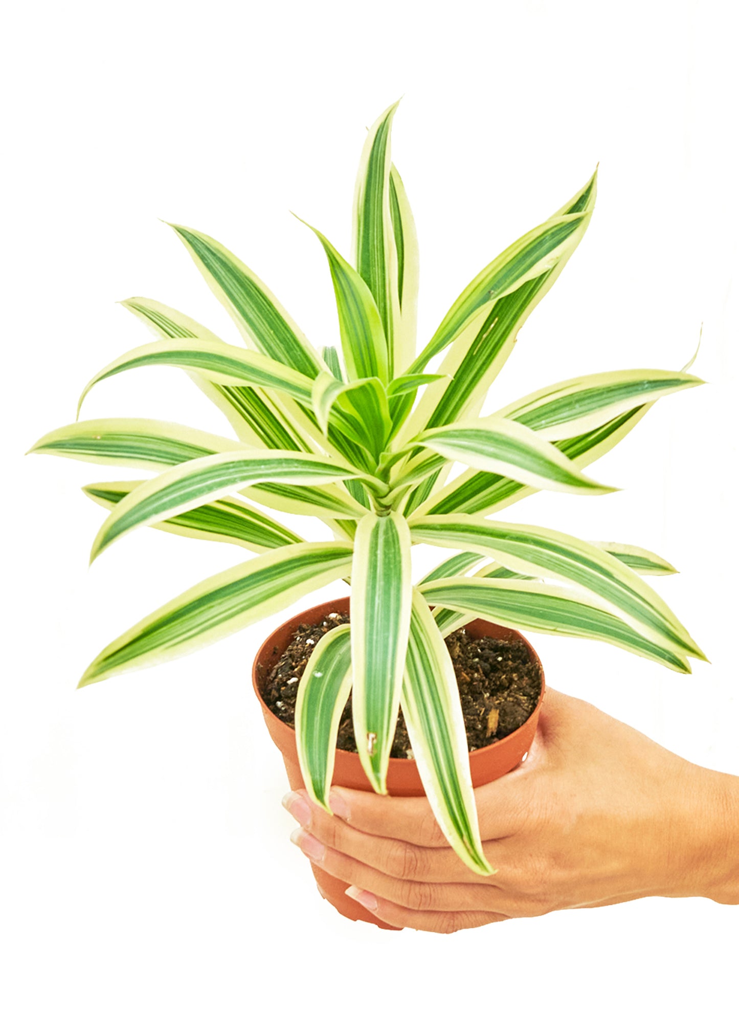 Dracaena 'Song of India', Small