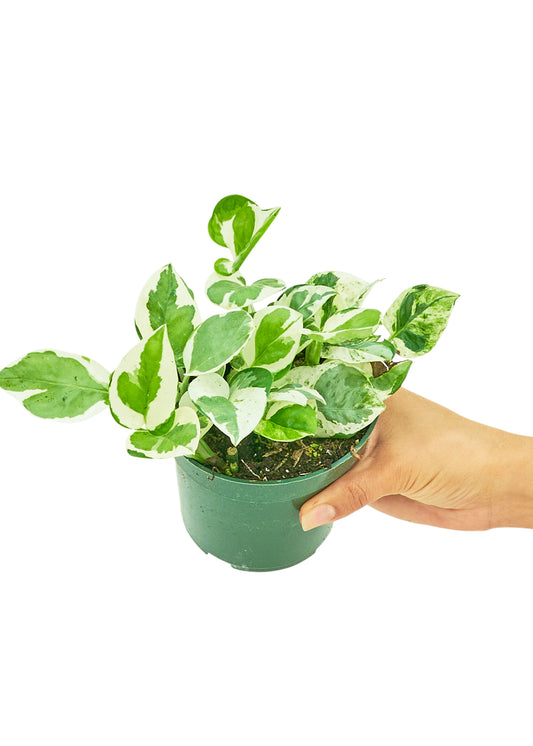 Pothos 'Pearls and Jade', Small