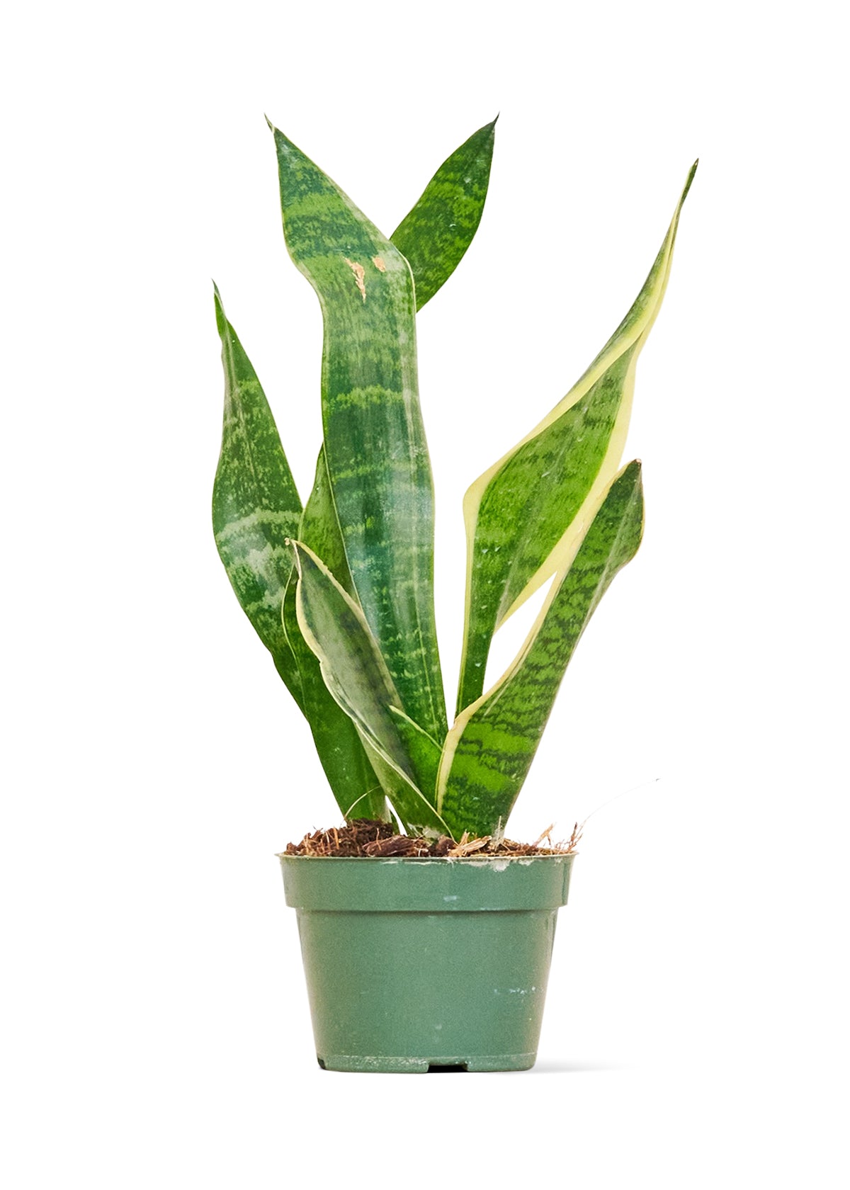 Snake Plant 'Laurentii', Small