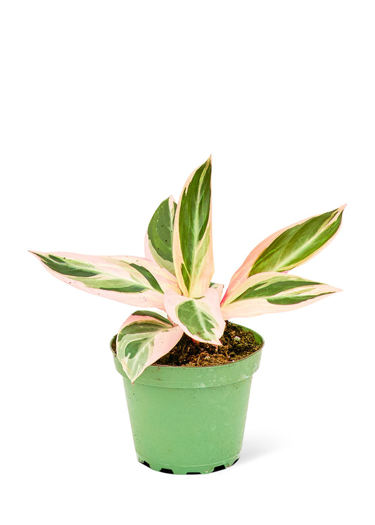 Stromanthe 'Triostar' live houseplant – low to bright indirect light, 4" pot with green and pink variegated leaves, shipped from Florida