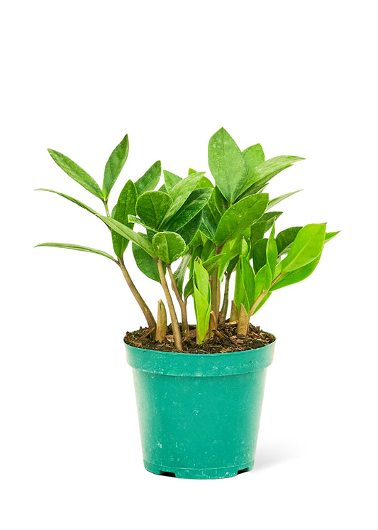 ZZ Plant Small from Blackwater Nursery – low-light indoor houseplant in 4-inch pot. Ideal for home or office decor; available wholesale and shipped nationwide from Naples, Florida.