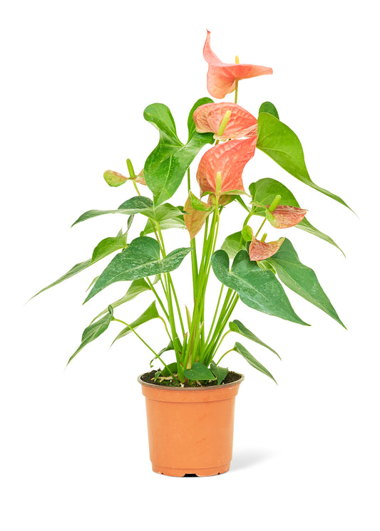 Anthurium 'Pink Flamingo', Medium