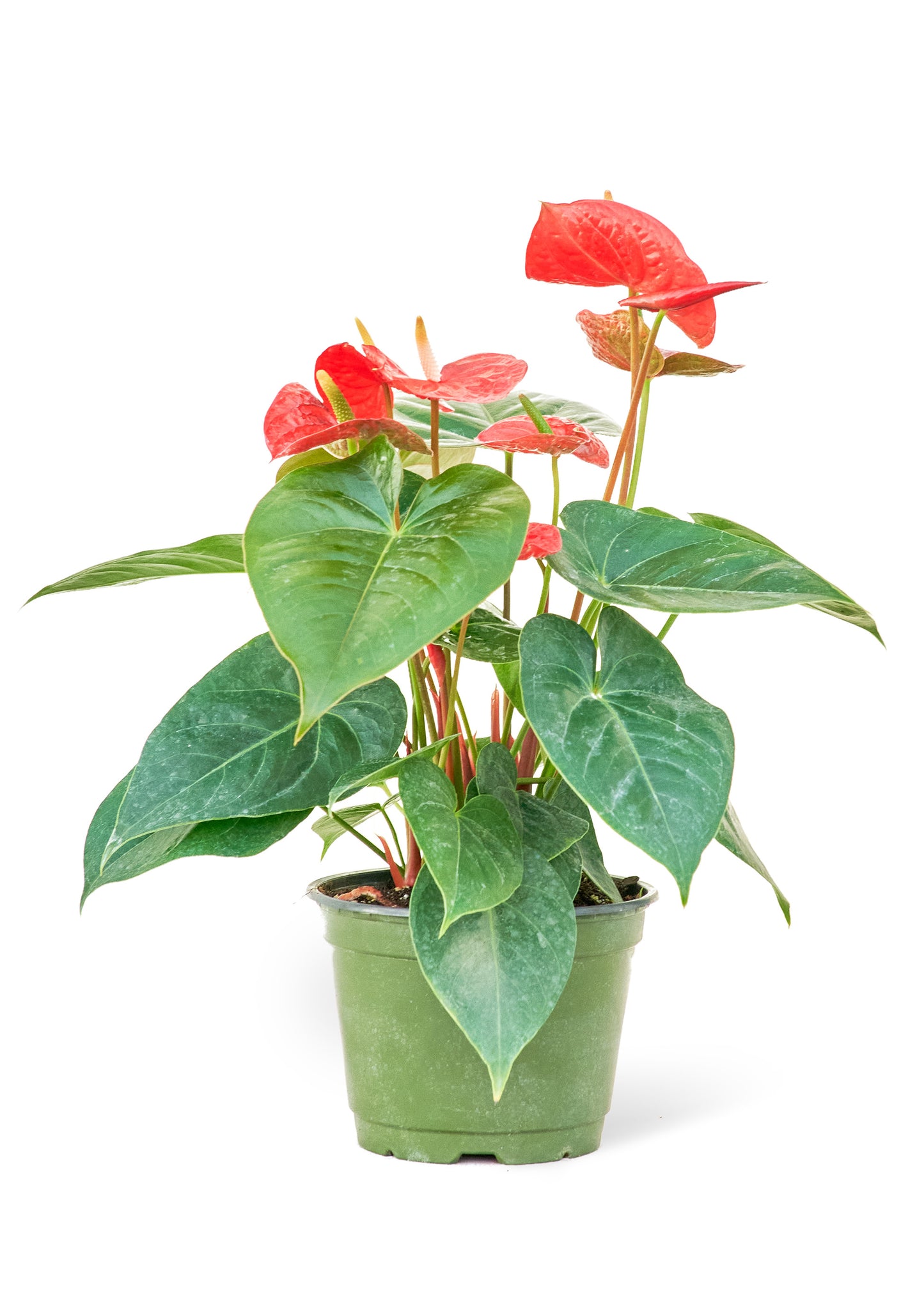 Anthurium 'Red Flamingo', Medium