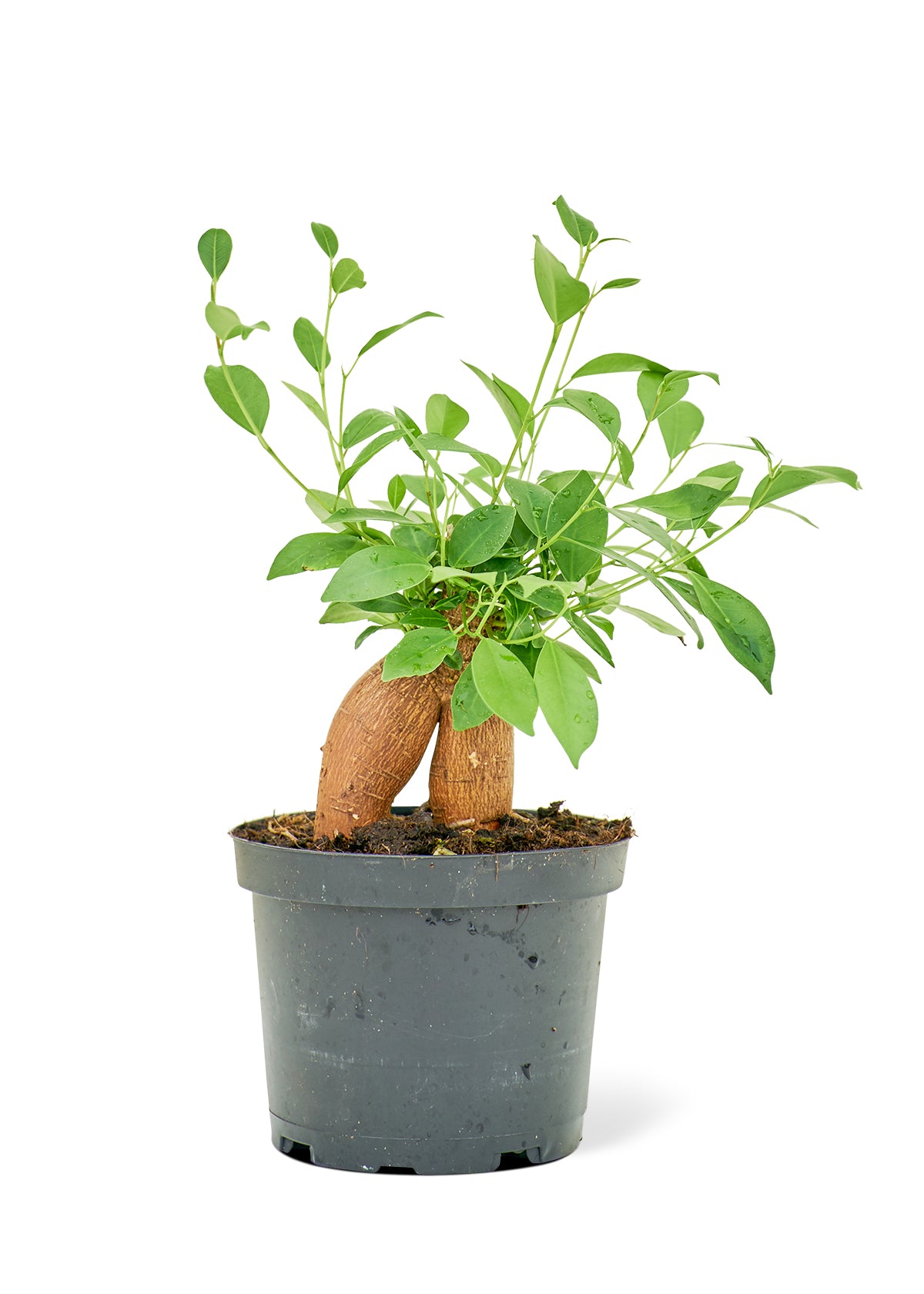 Ficus 'Ginseng', Medium