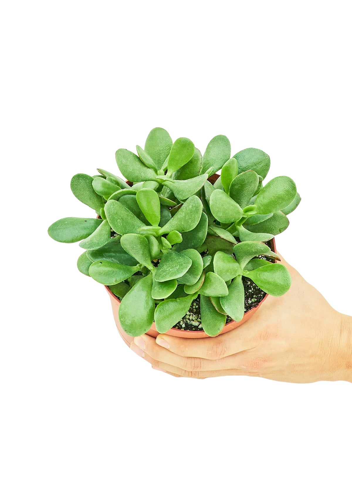 Jade Plant, Medium