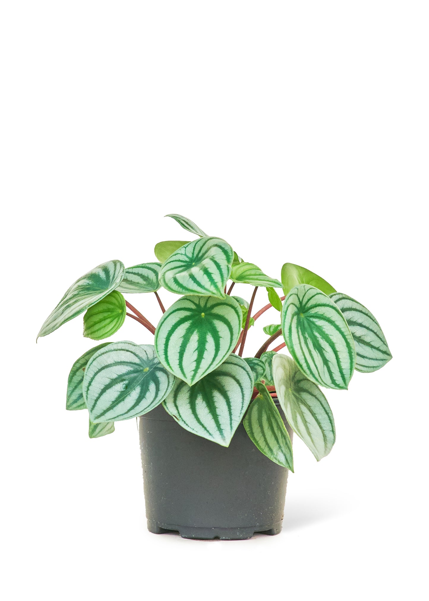 Watermelon Peperomia, Medium