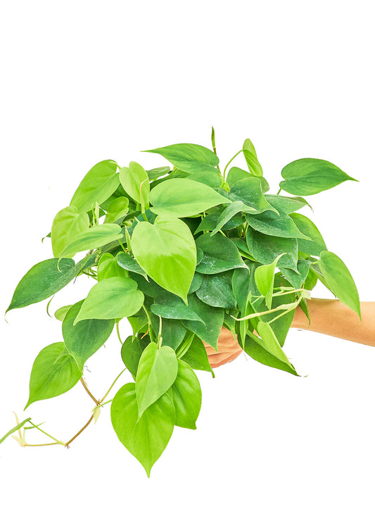 Sweetheart Philodendron live houseplant – low to bright indirect light, heart-shaped leaves, 6" pot, shipped from Florida