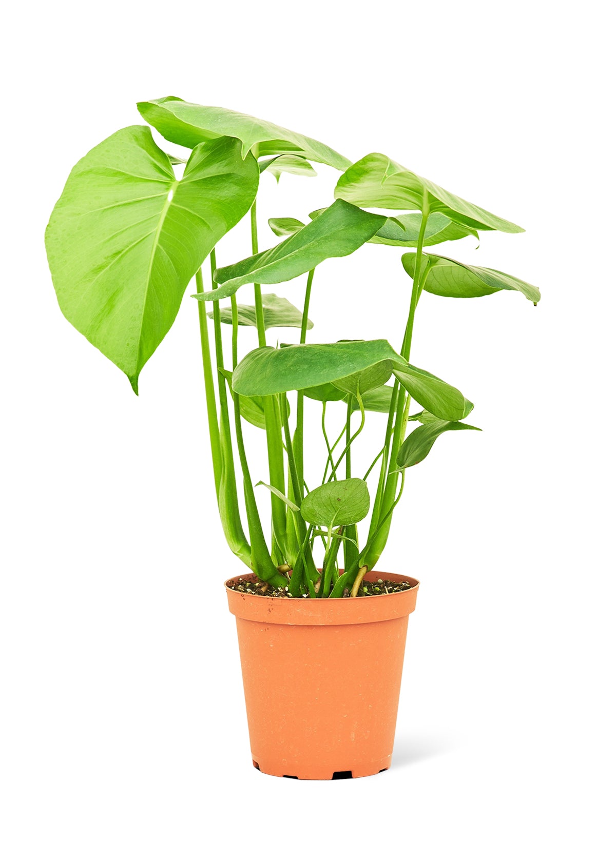 Monstera Swiss Cheese Plant, Medium