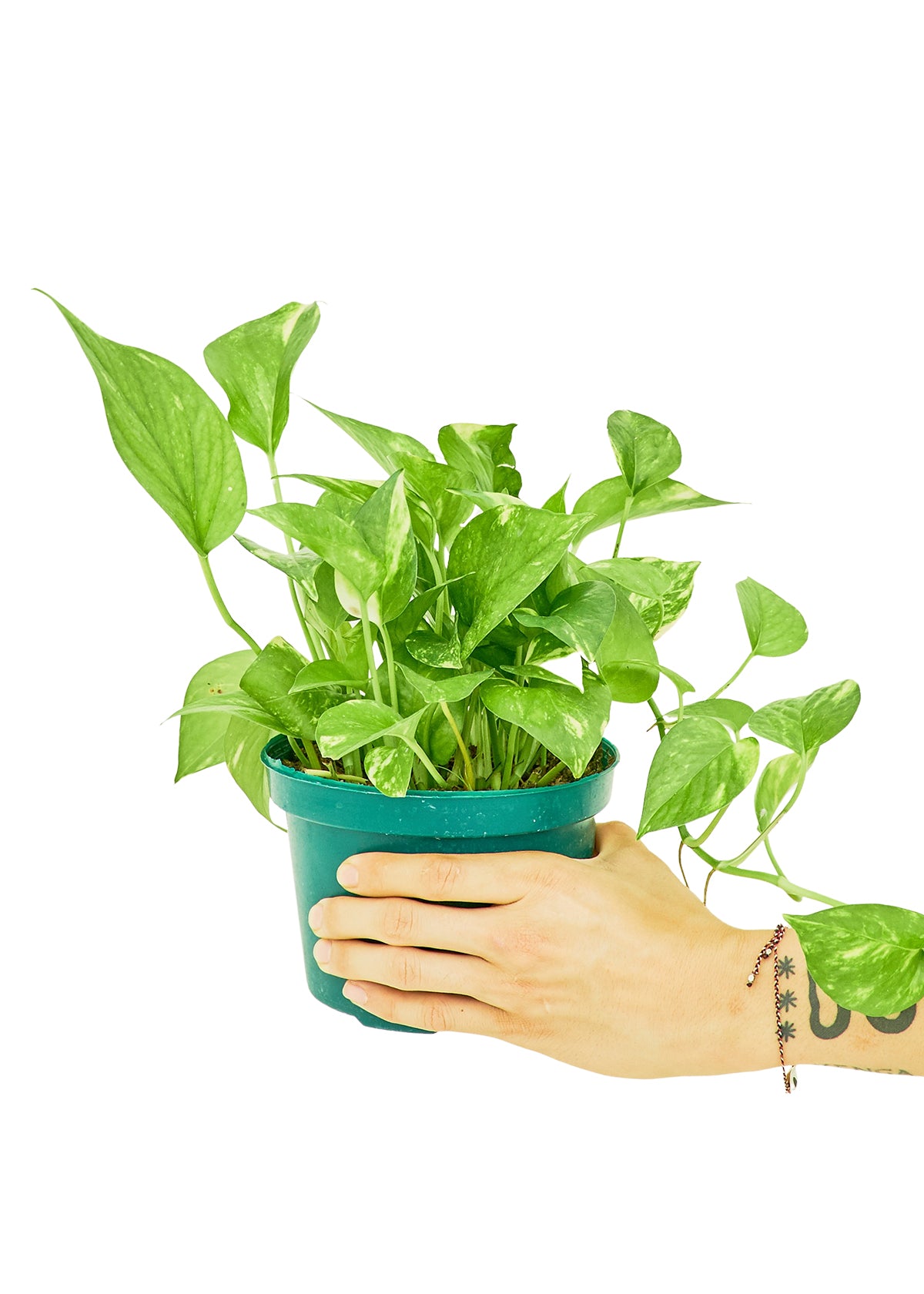 Golden Pothos, Medium