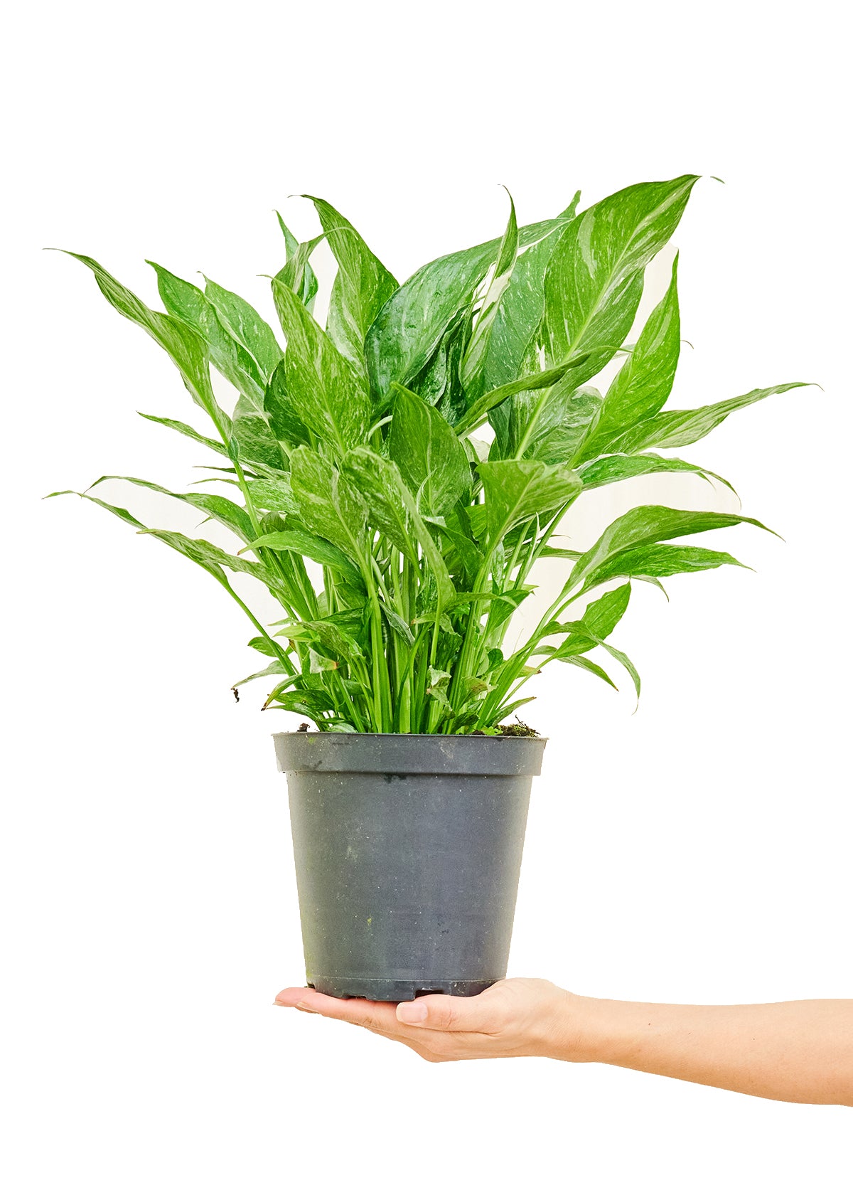 Variegated Peace Lily, Medium