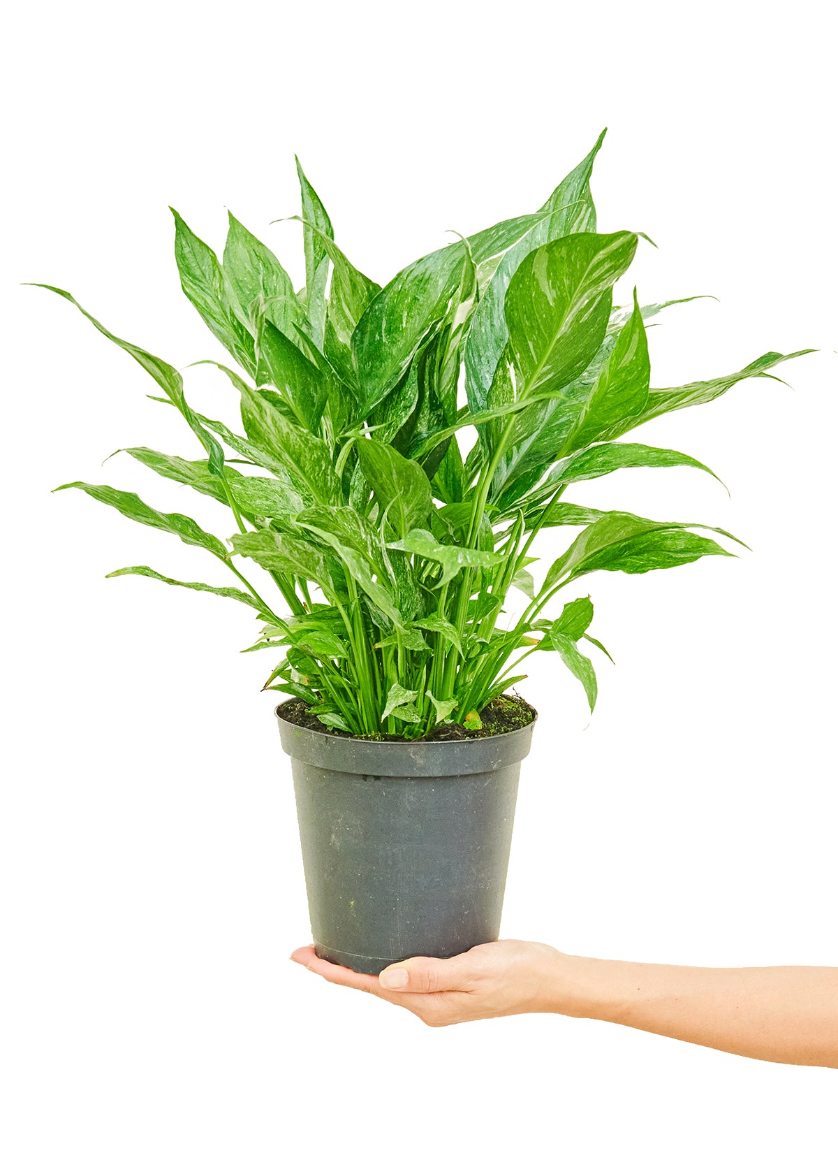 Variegated Peace Lily, Medium