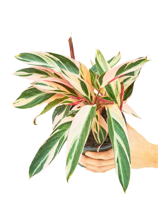 Stromanthe 'Triostar' live houseplant – green and pink variegated leaves, held by hand, 6" pot, shipped from Florida