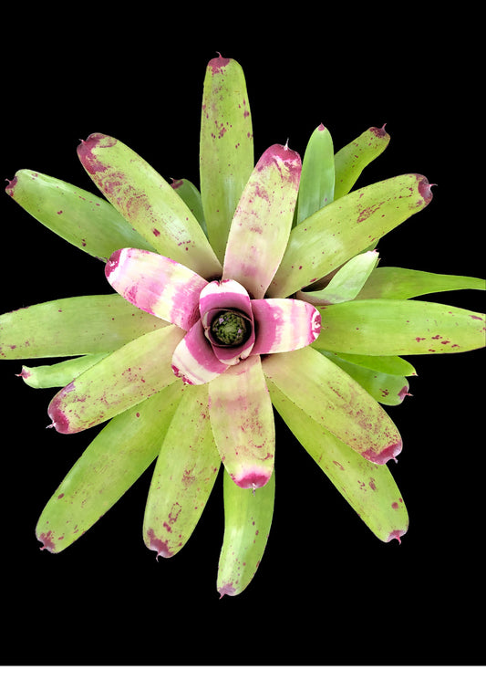 Neoregelia Allure
