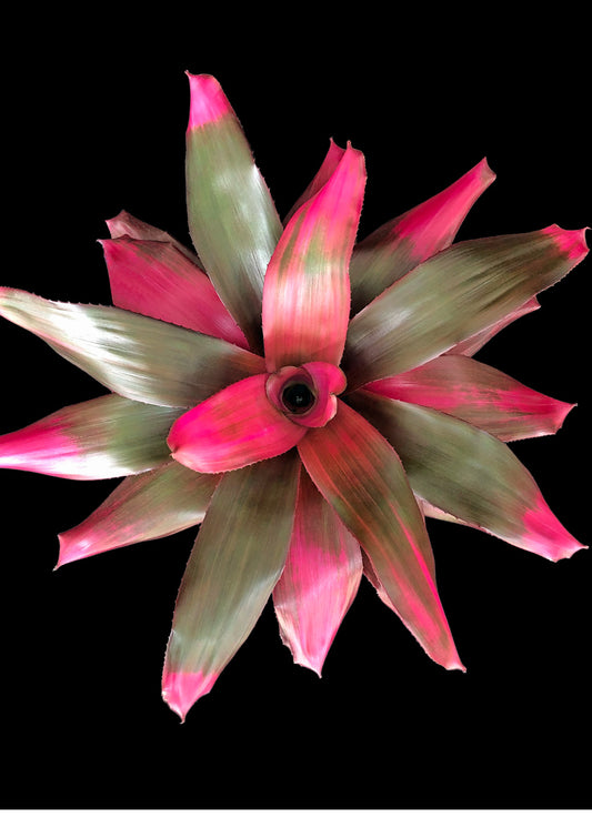 Neoregelia Amazonas (P.)