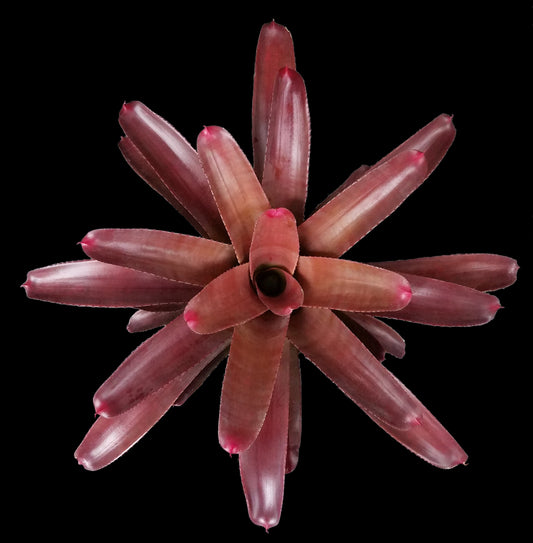 Neoregelia Cruenta Red