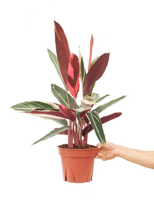 Stromanthe 'Triostar' live houseplant – red and green variegated leaves, held by hand, 8" pot, shipped from Florida