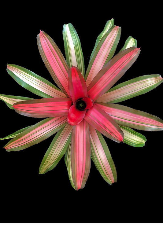 Neoregelia Candelabra
